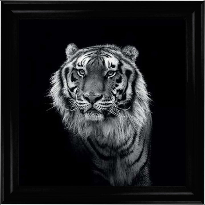 WDC98249 Tiger close up