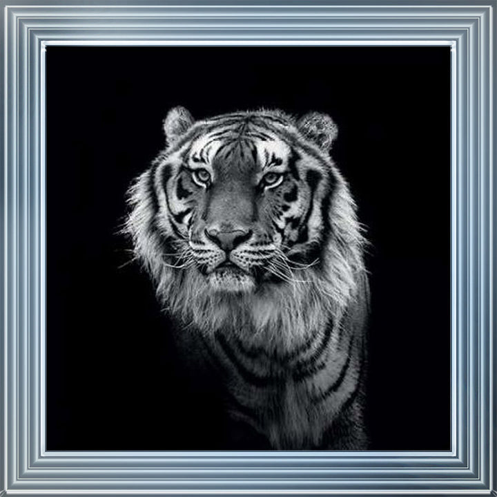 WDC98249 Tiger close up