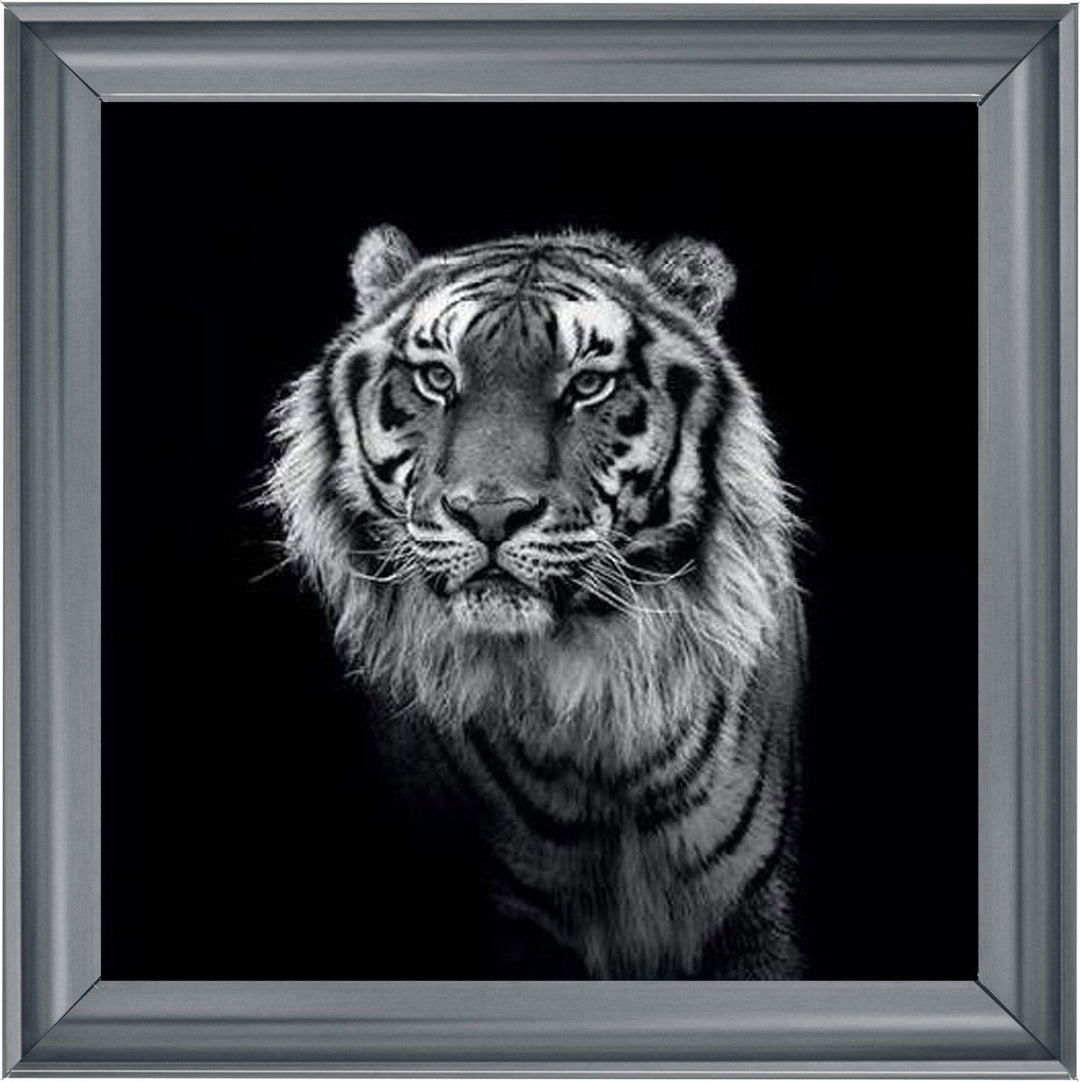 WDC98249 Tiger close up