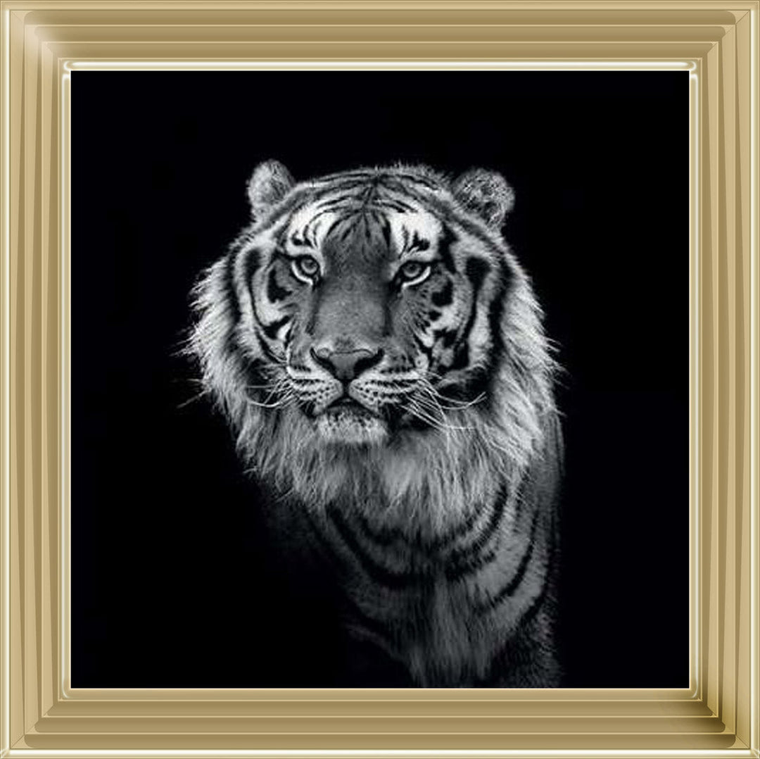 WDC98249 Tiger close up