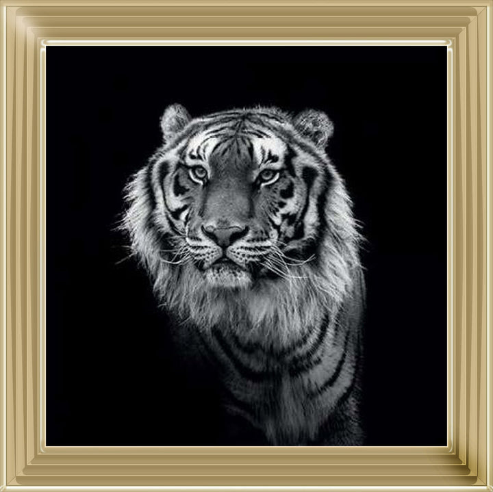 WDC98249 Tiger close up