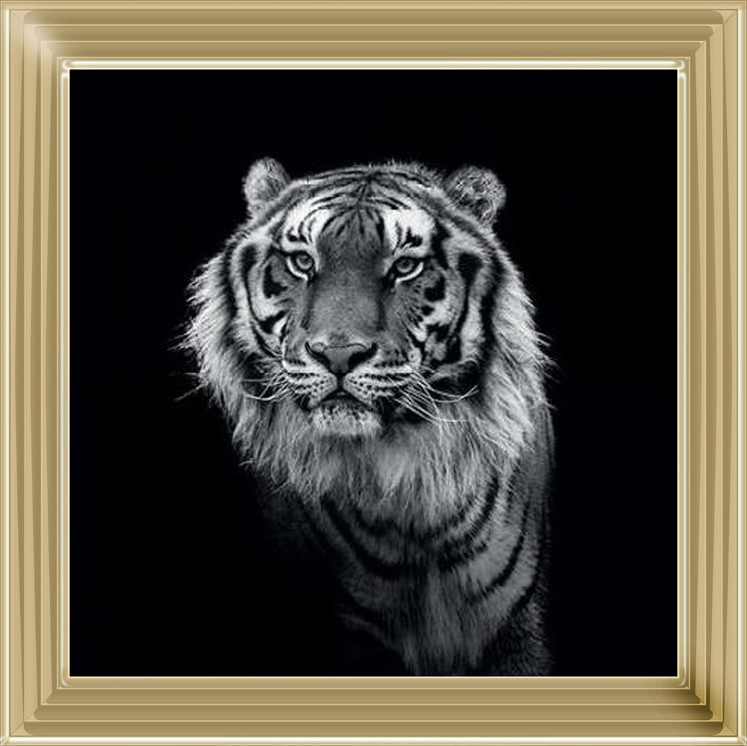WDC98249 Tiger close up