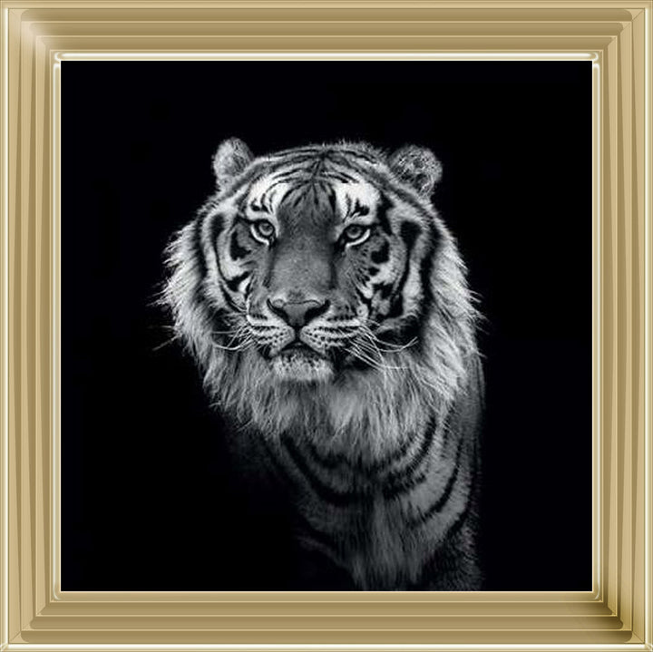 WDC98249 Tiger close up