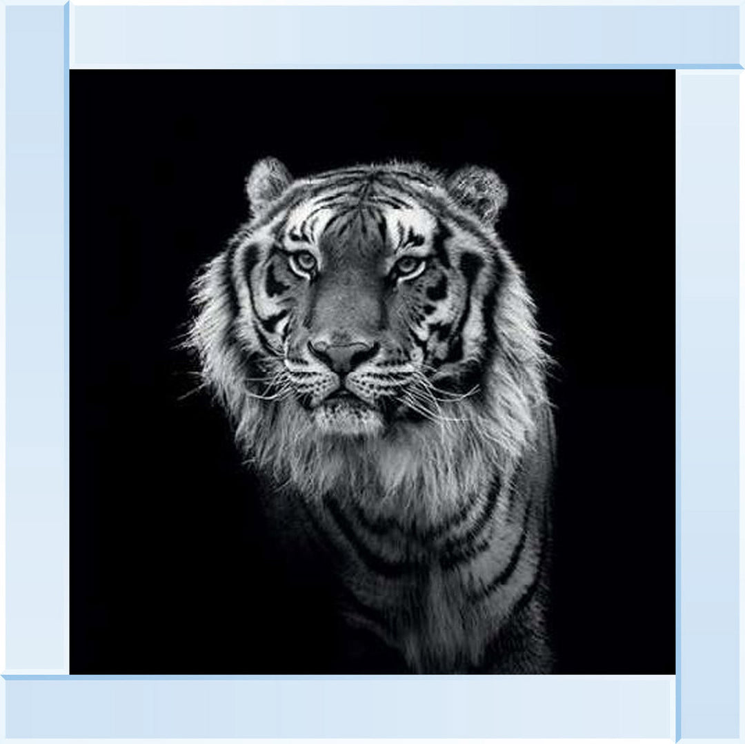 WDC98249 Tiger close up