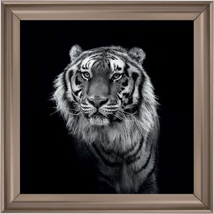 WDC98249 Tiger close up
