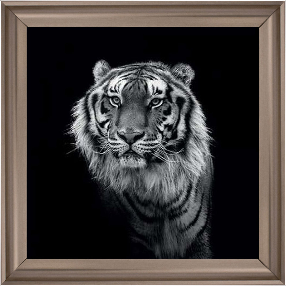 WDC98249 Tiger close up