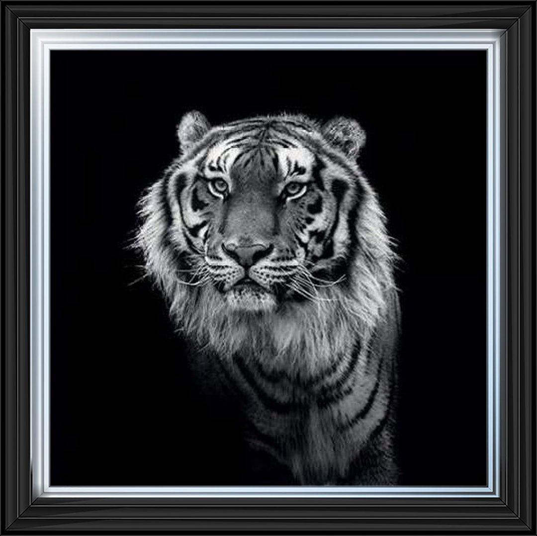 WDC98249 Tiger close up
