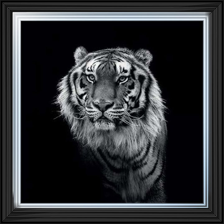 WDC98249 Tiger close up