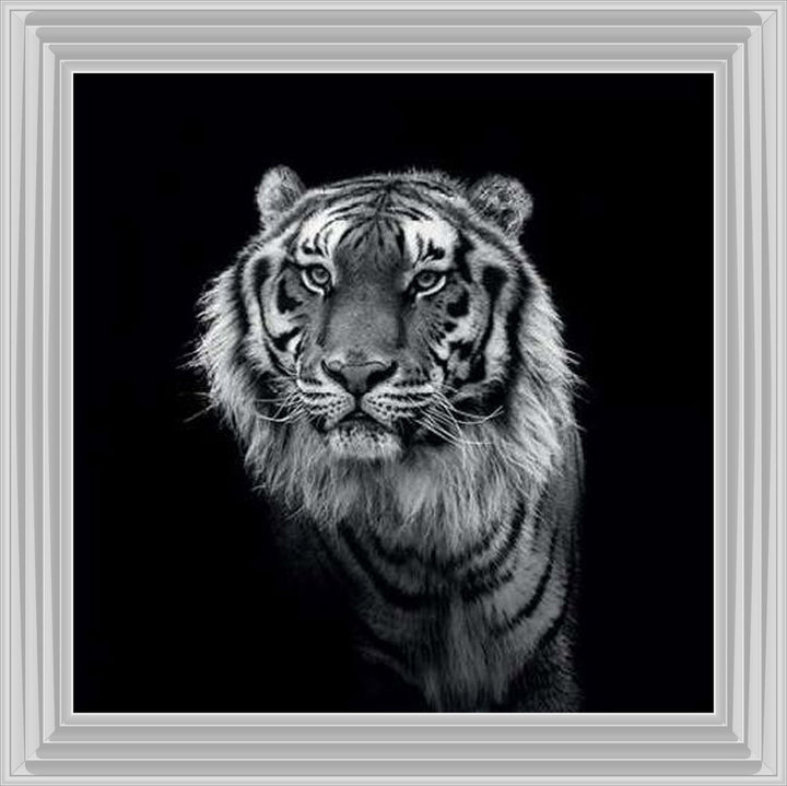 WDC98249 Tiger close up