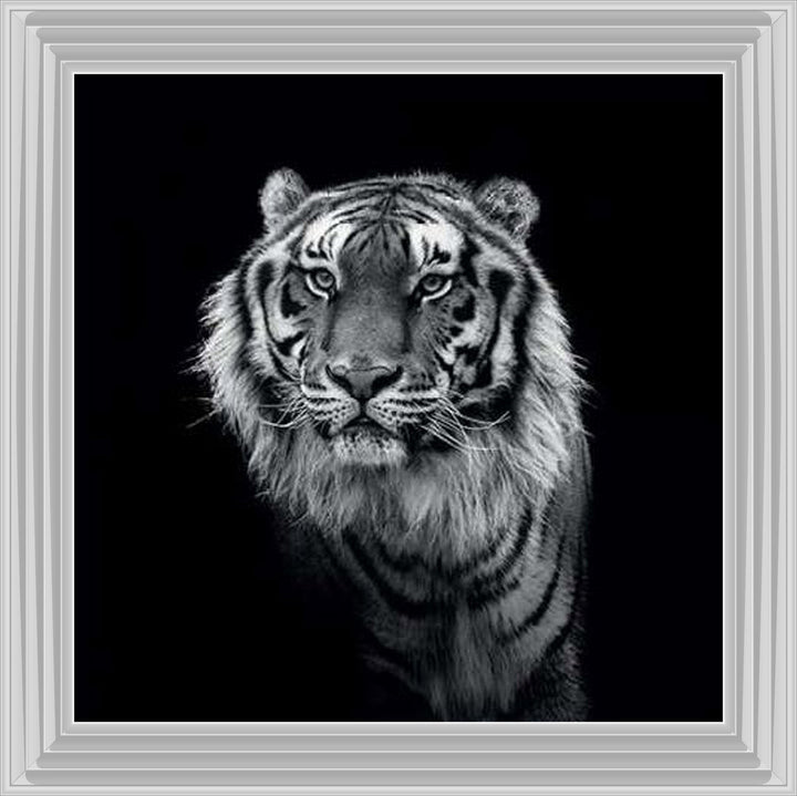 WDC98249 Tiger close up