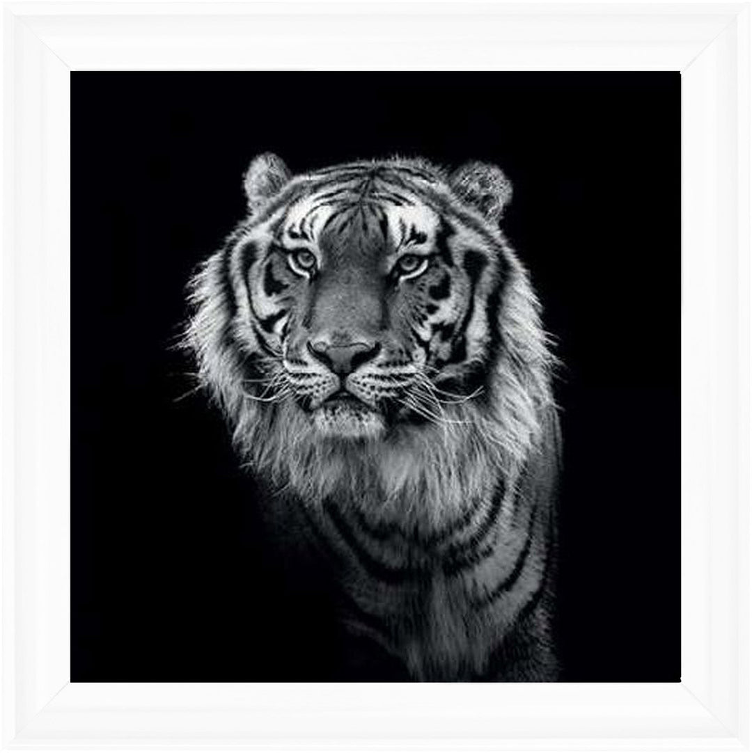 WDC98249 Tiger close up