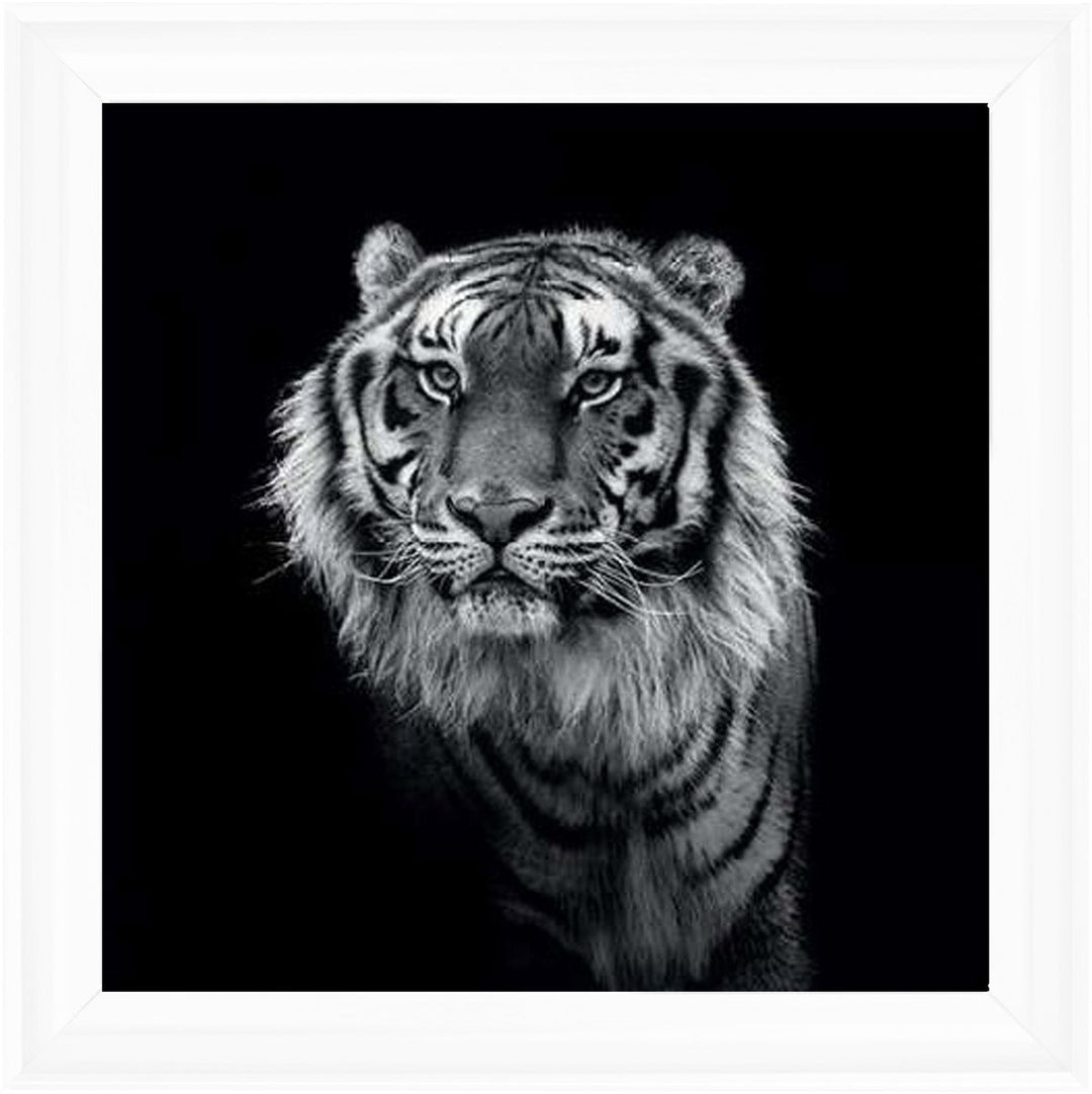 WDC98249 Tiger close up