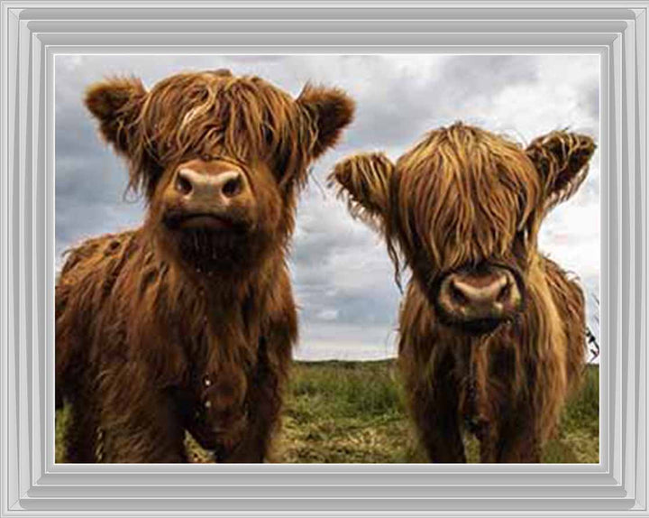 AN753 Twins Red Cow