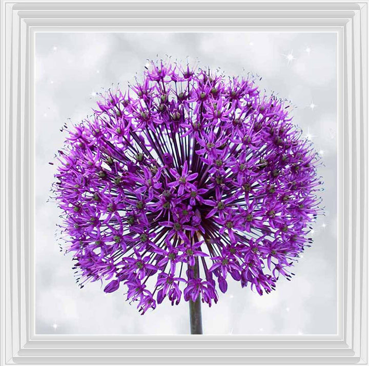 FL493 PURPLE ALLIUM
