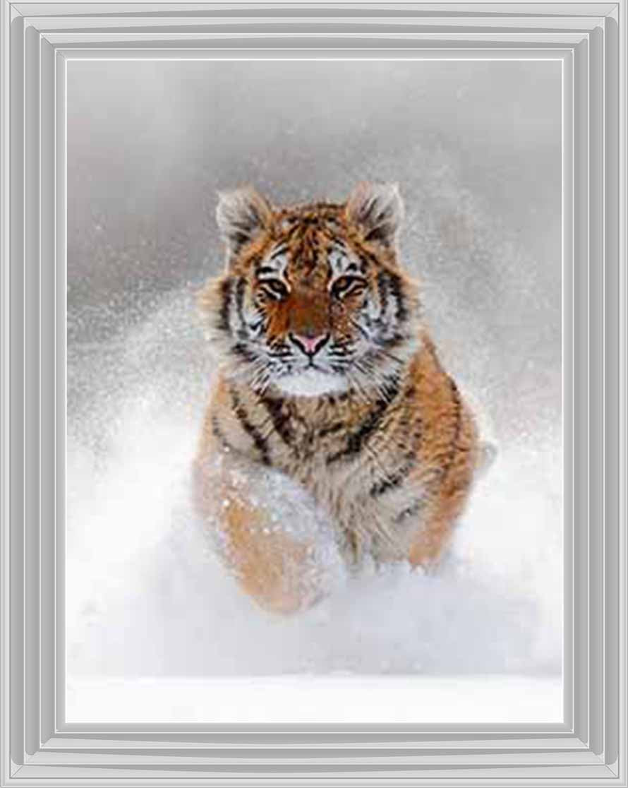 AN757 Tiger on Winter Snow