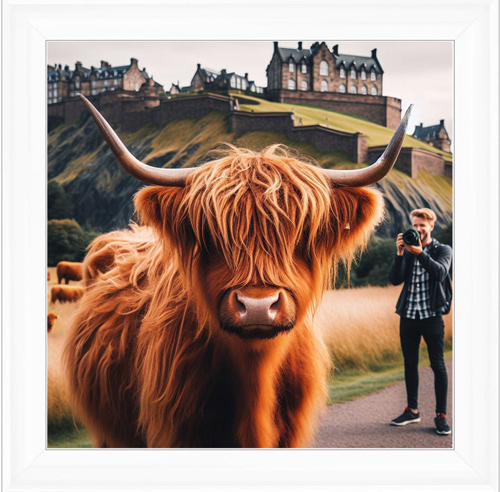 AN1111 HIGHLAND COW EDINBURGH CASTLE SHOOT