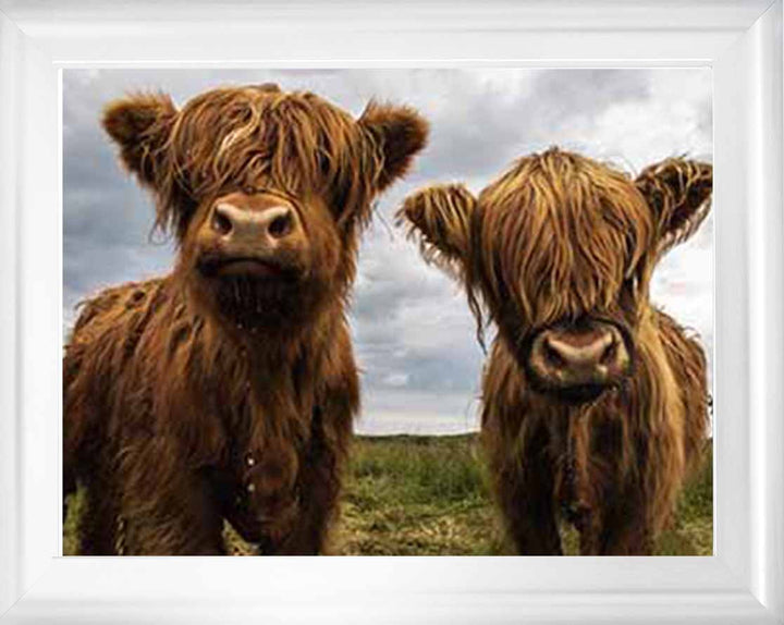 AN753 Twins Red Cow