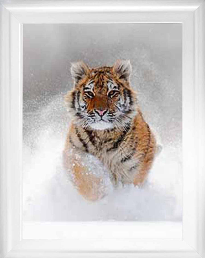AN757 Tiger on Winter Snow