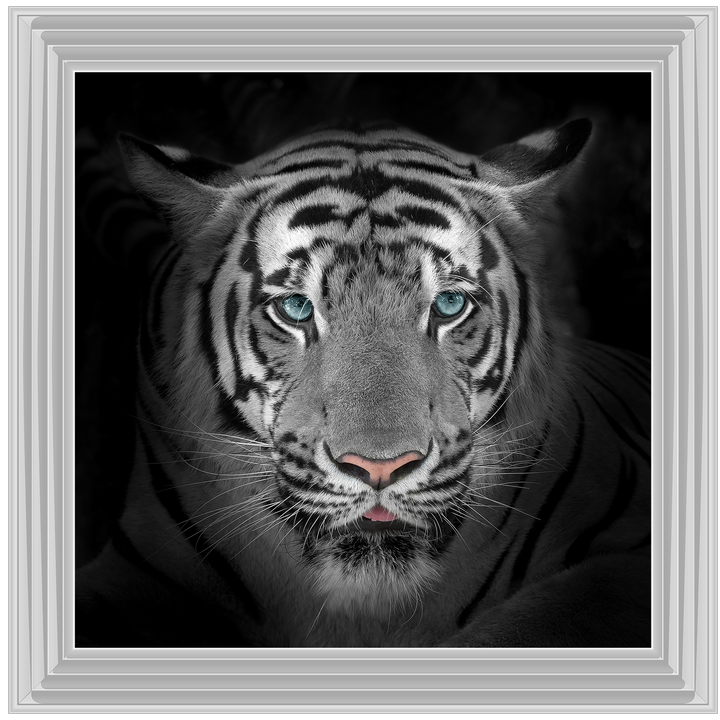 FTST167 Blue Eyes Tiger II