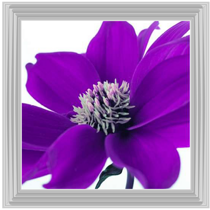 Purple Dahlia, Assaf Frank
