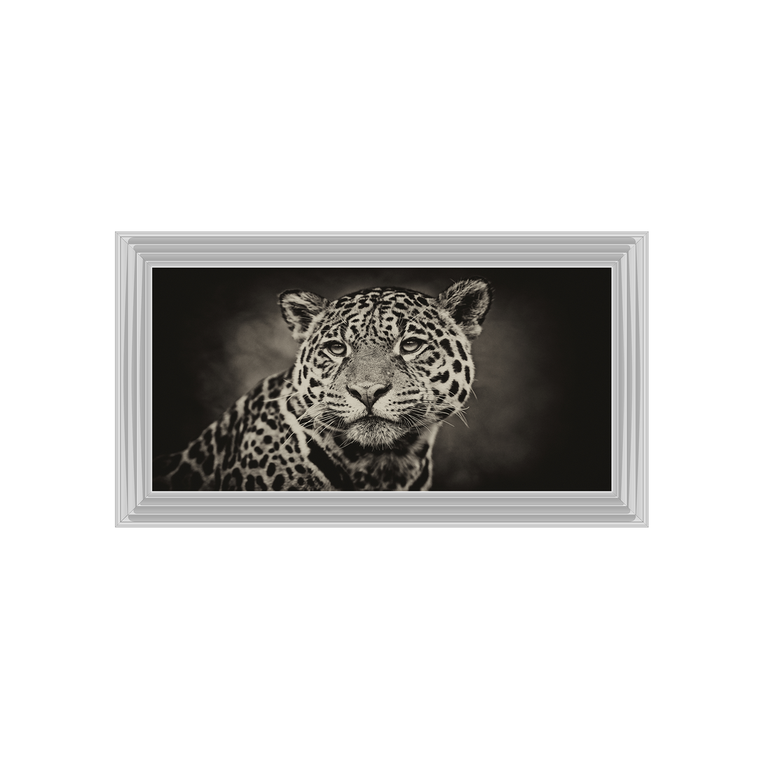 Cheetah in black and white 2