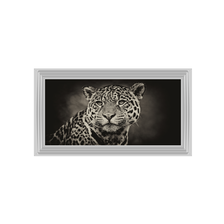Cheetah in black and white 2