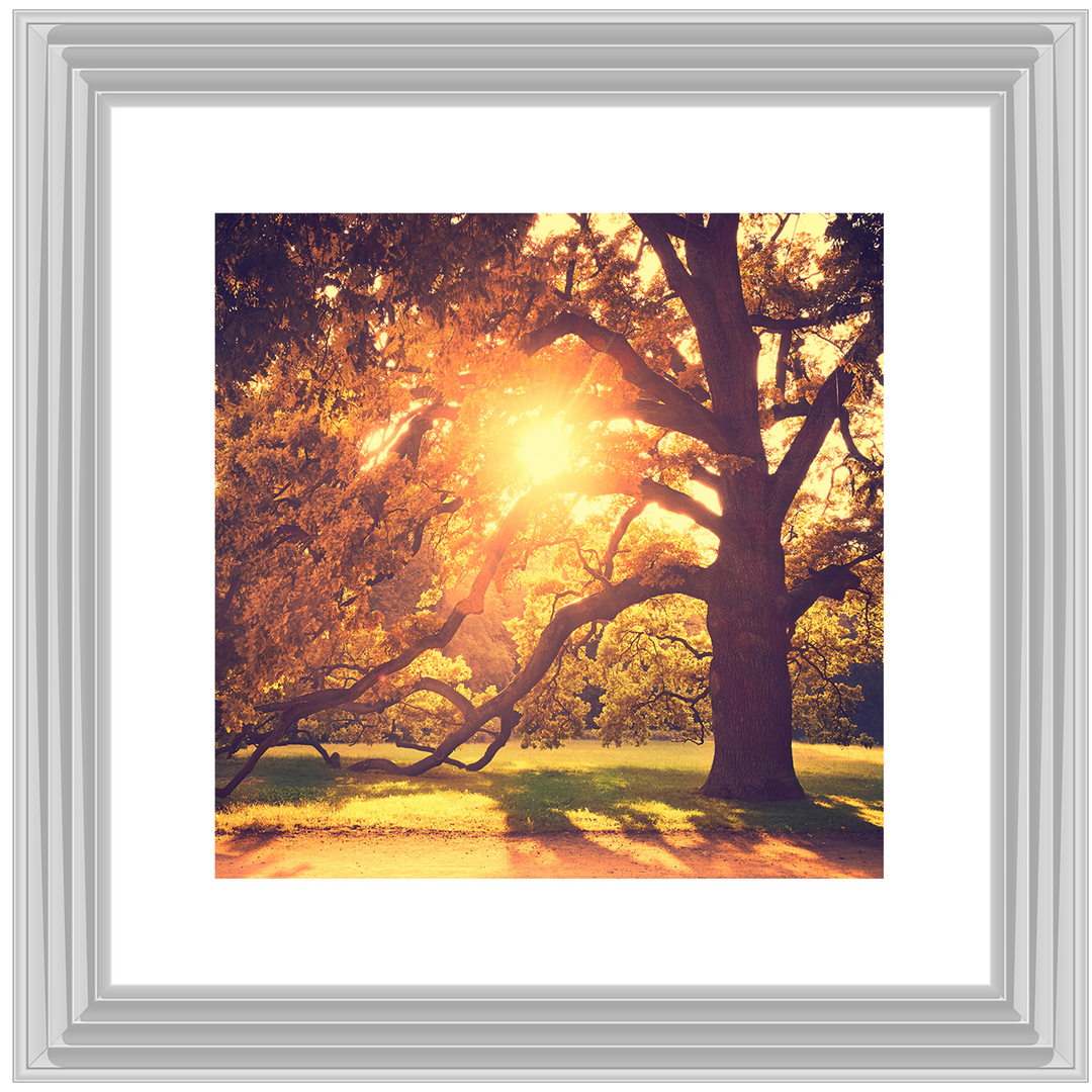 Sun shining through Autumn trees