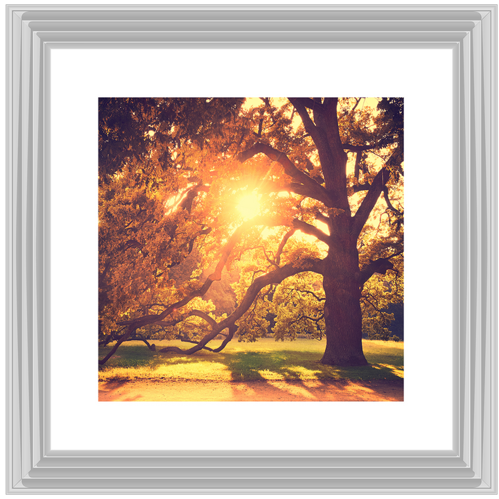 Sun shining through Autumn trees