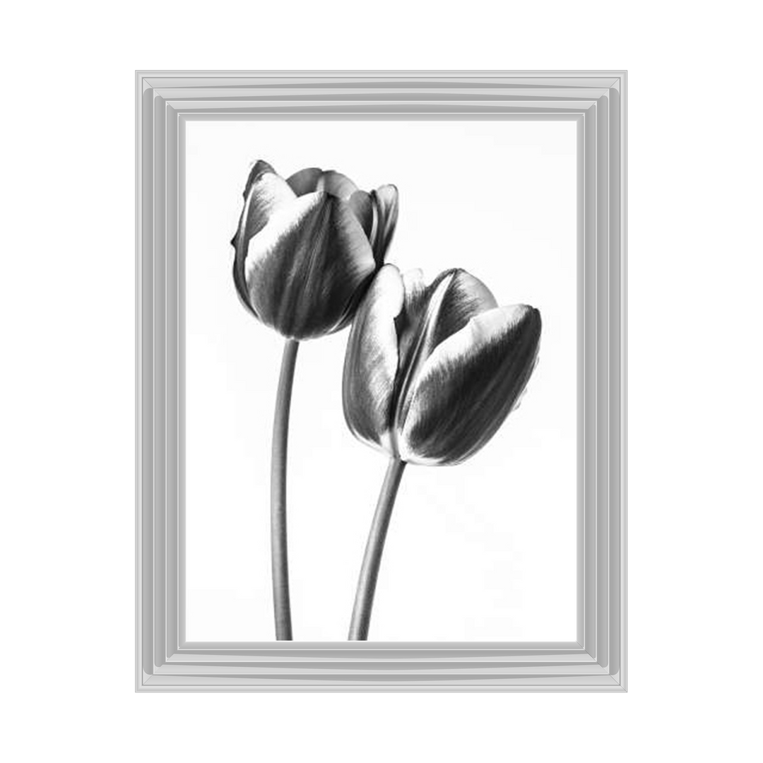 Tulips on white background