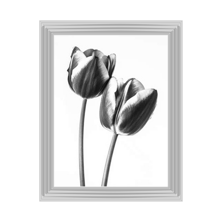 Tulips on white background
