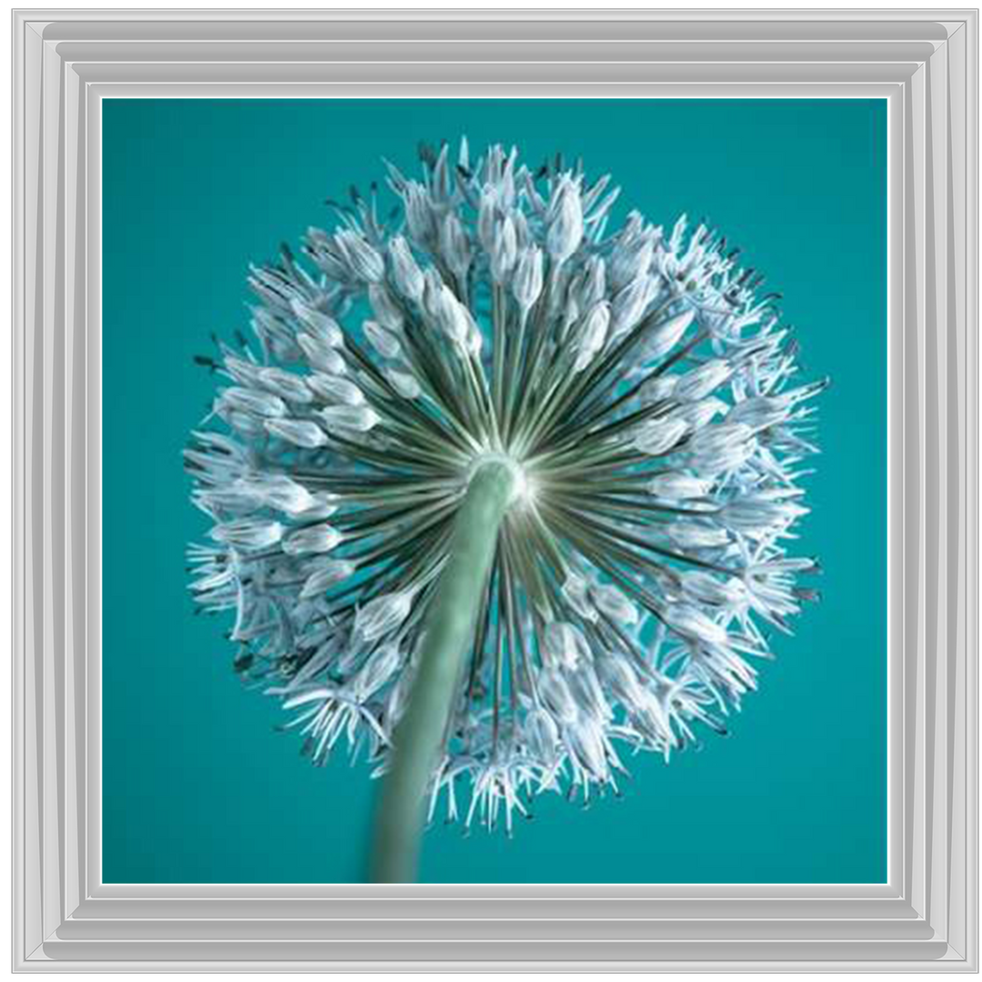 FTBR1121 Alliums, Assaf Frank