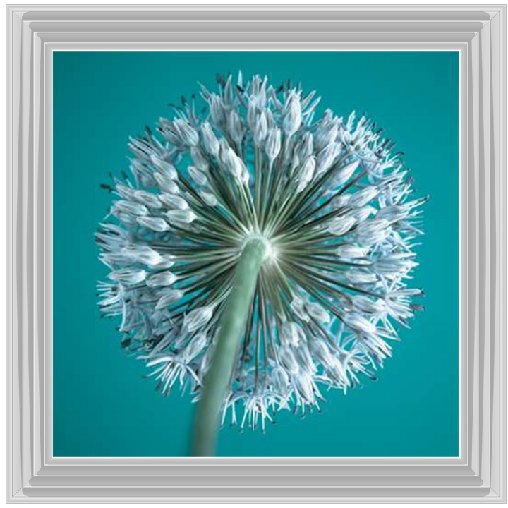 FTBR1121 Alliums, Assaf Frank