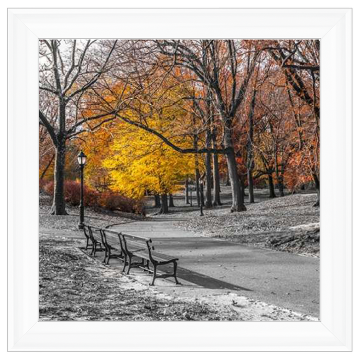 FTBR-1631 New York Yellow Trees in Central Park Assaf Frank