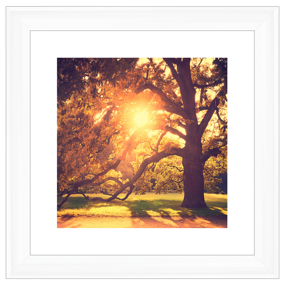 Sun shining through Autumn trees
