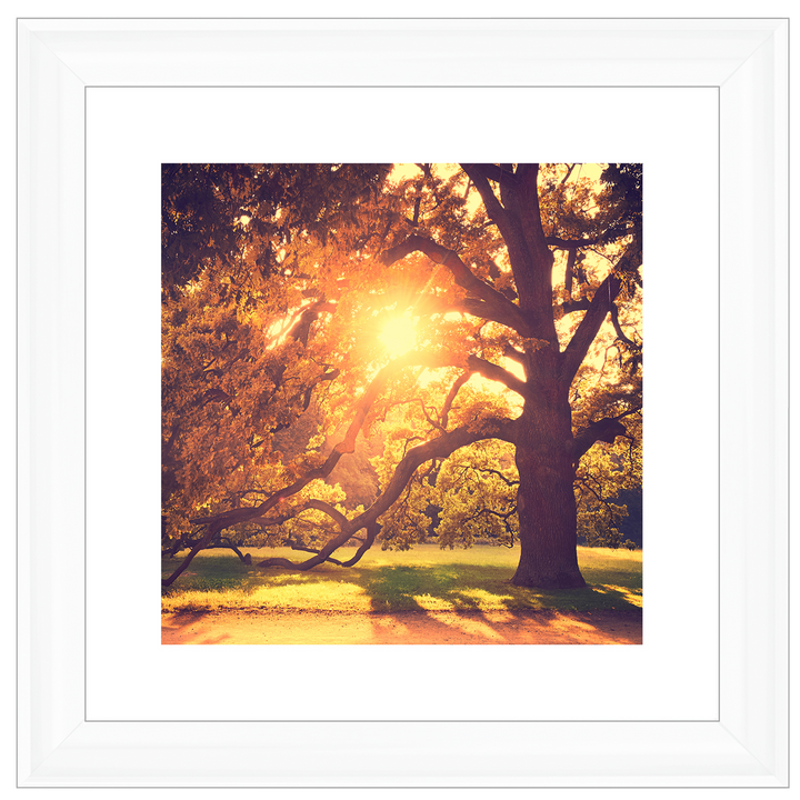 Sun shining through Autumn trees