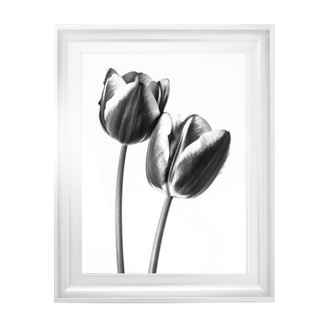 Tulips on white background