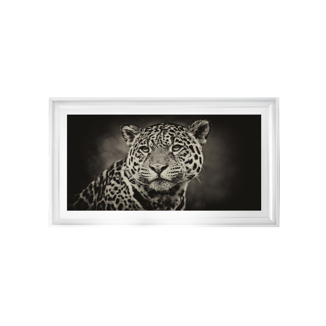 Cheetah in black and white 2