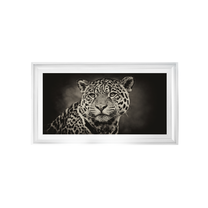 Cheetah in black and white 2