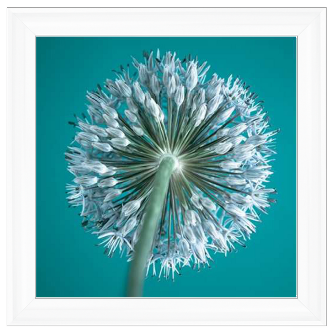 FTBR1121 Alliums, Assaf Frank