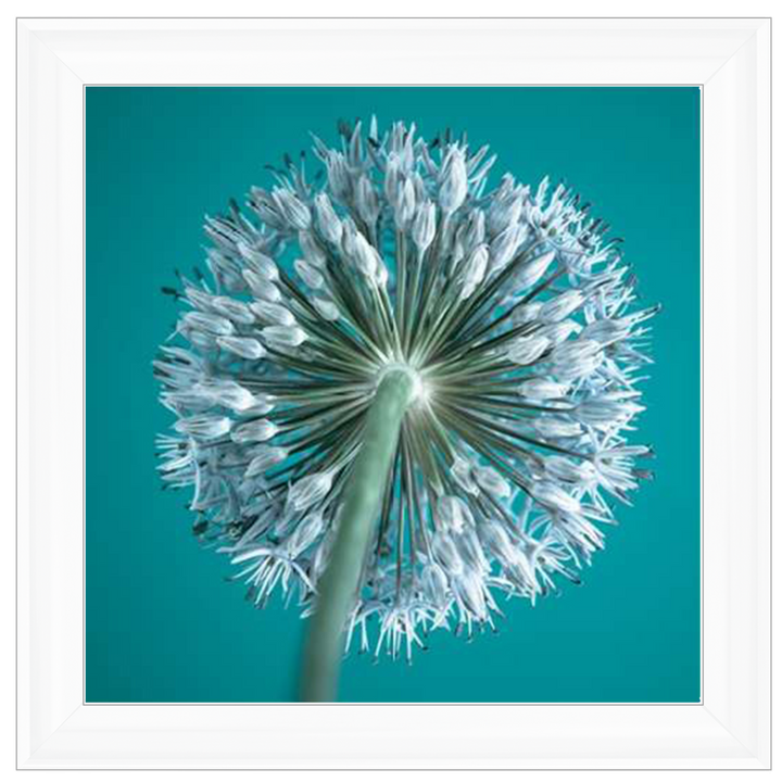 FTBR1121 Alliums, Assaf Frank