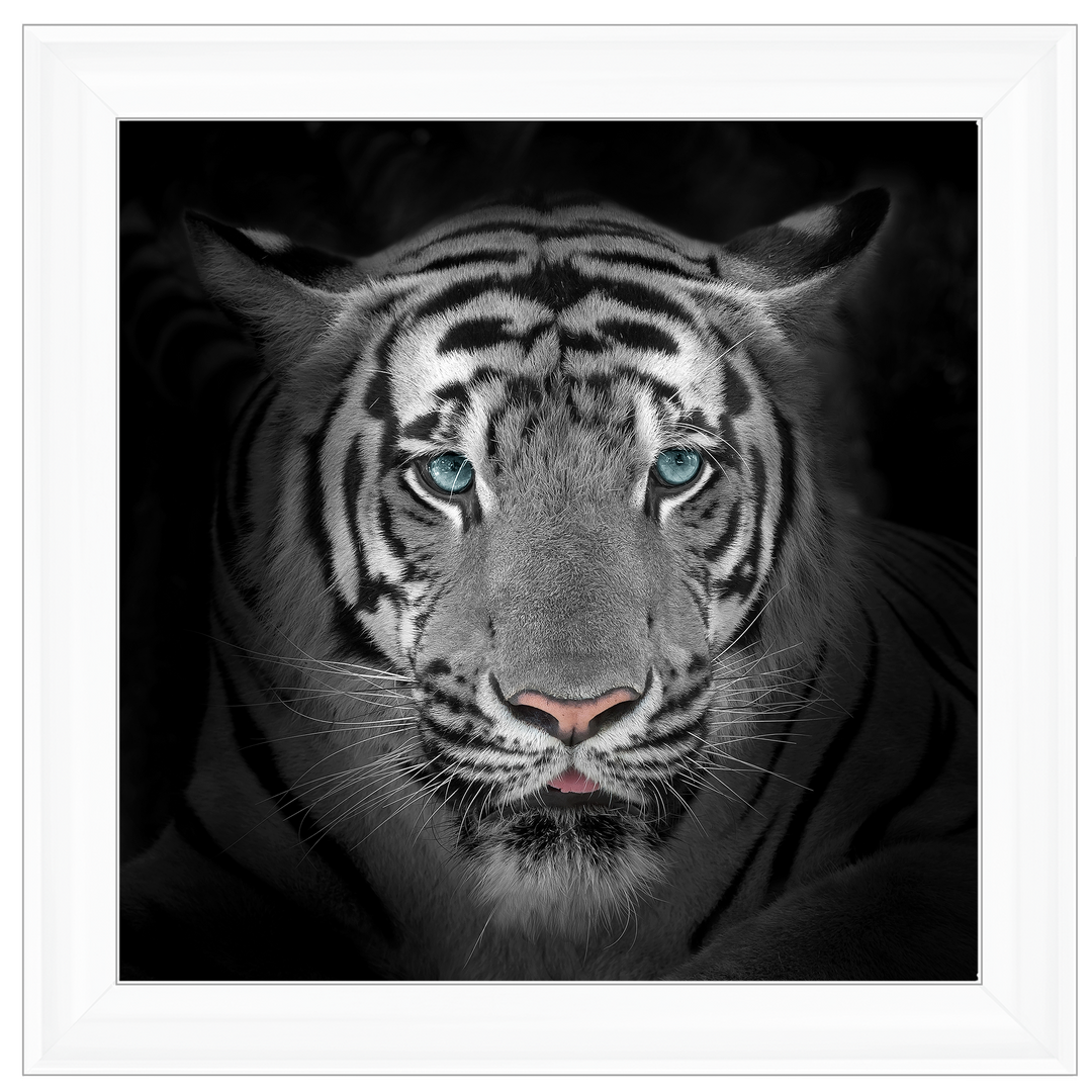 FTST167 Blue Eyes Tiger II