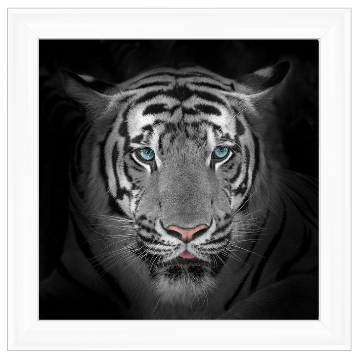 FTST167 Blue Eyes Tiger II