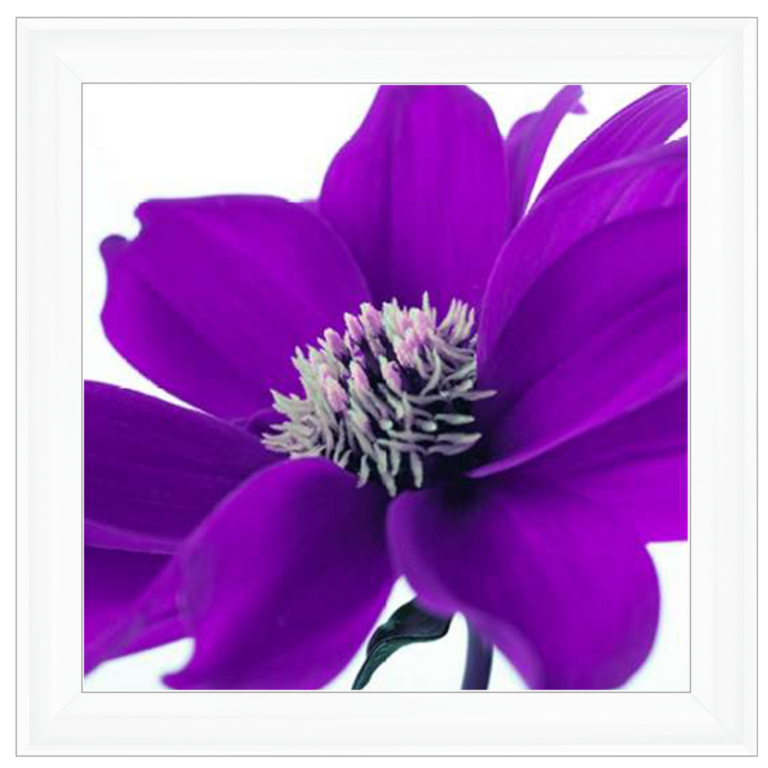 Purple Dahlia, Assaf Frank