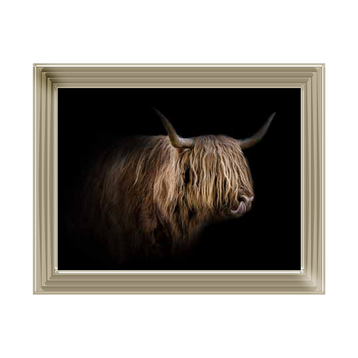 Highland cow headshot ||