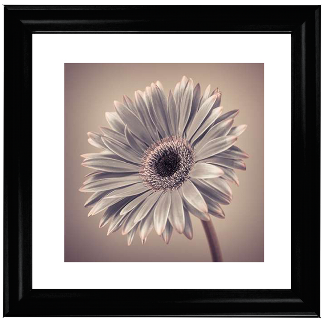 FL014 Pink Gerbera 2