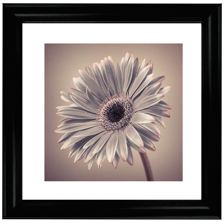 FL014 Pink Gerbera 2