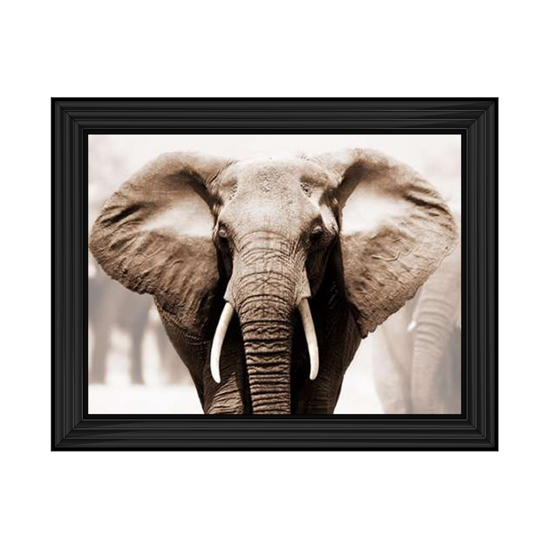 AN071 African Elephant