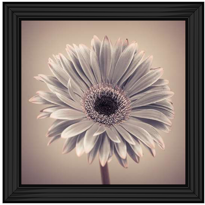 FL013 Pink Gerbera 1