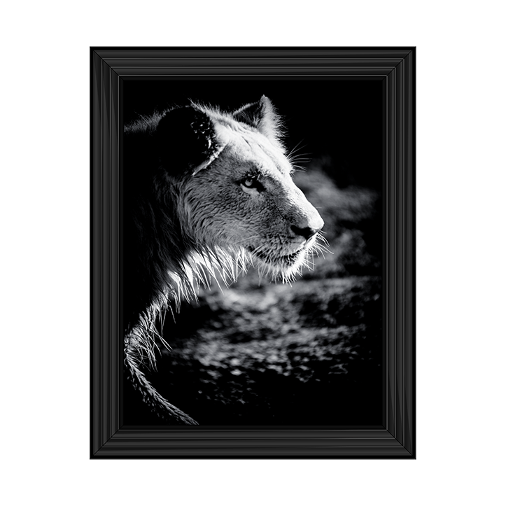 Male Lion III