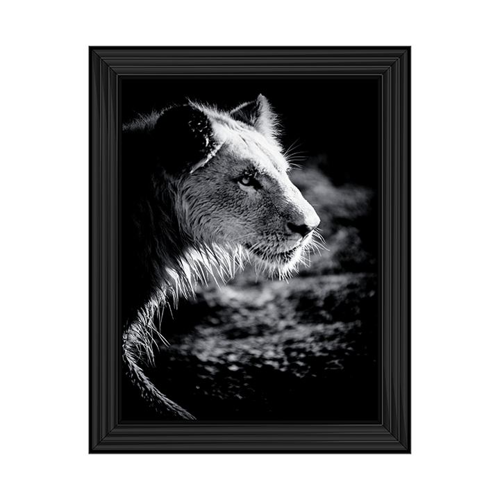 Male Lion III